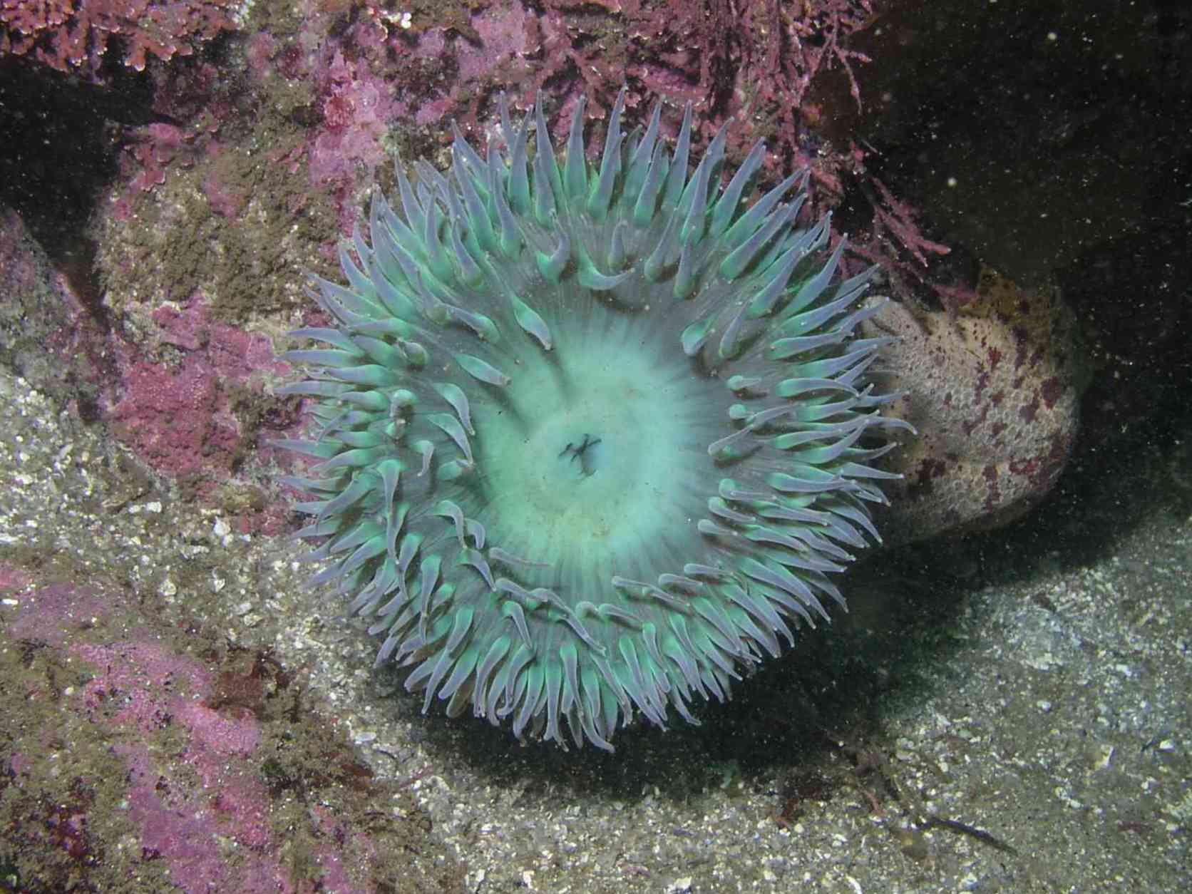 Giant Green Anemone