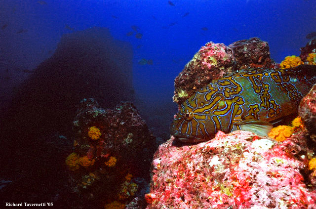 Giant Hawk Fish Ecuador