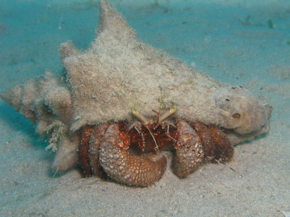 Giant Hermet, Honduras