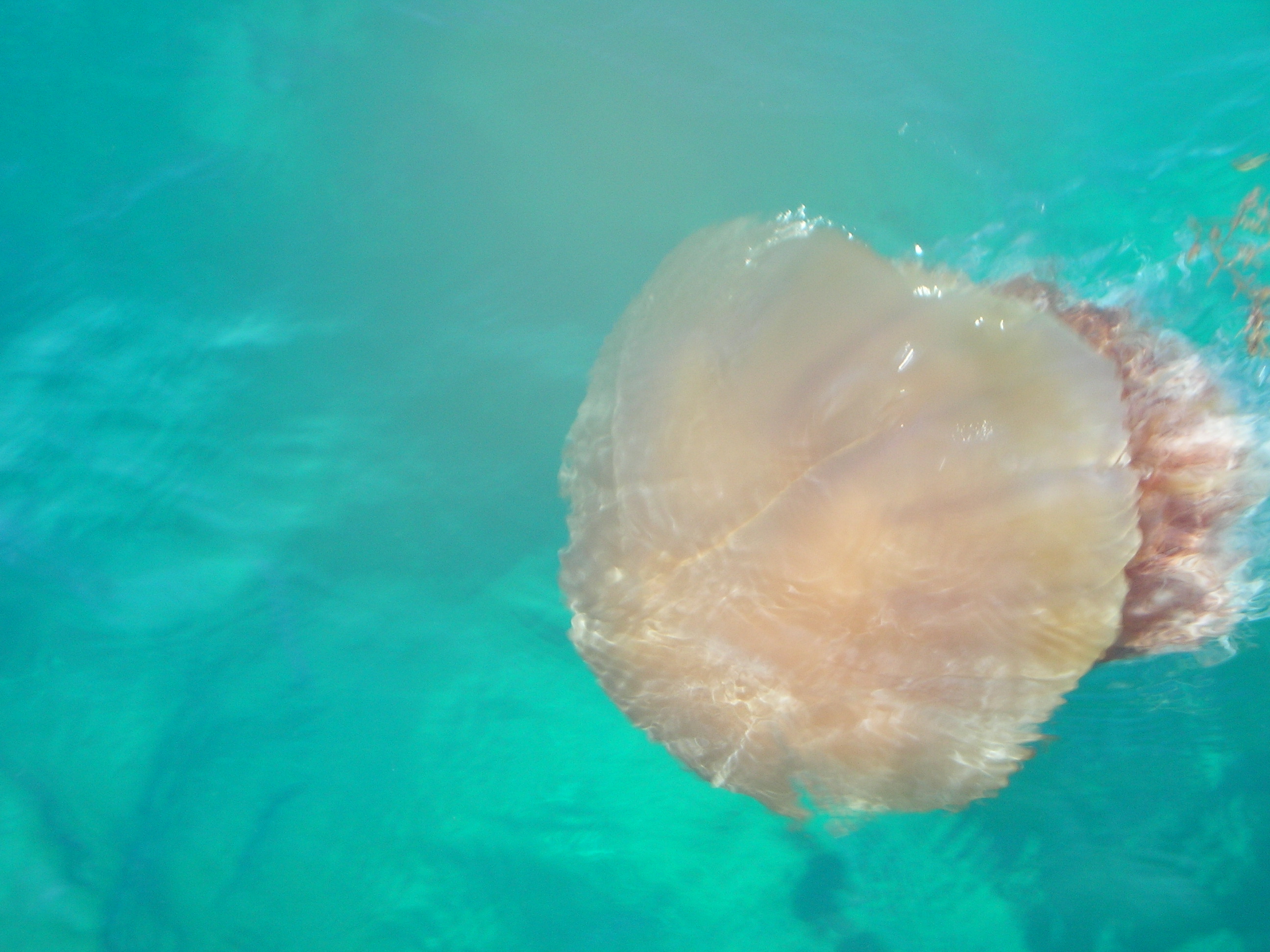 Giant Jelly in Japan