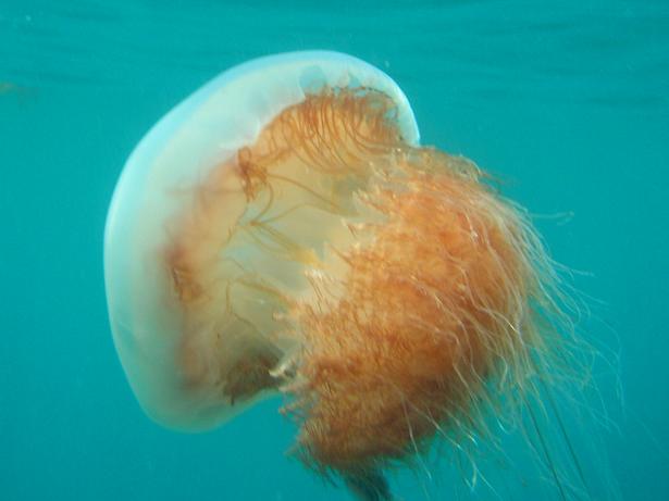 Giant Jelly in Japan