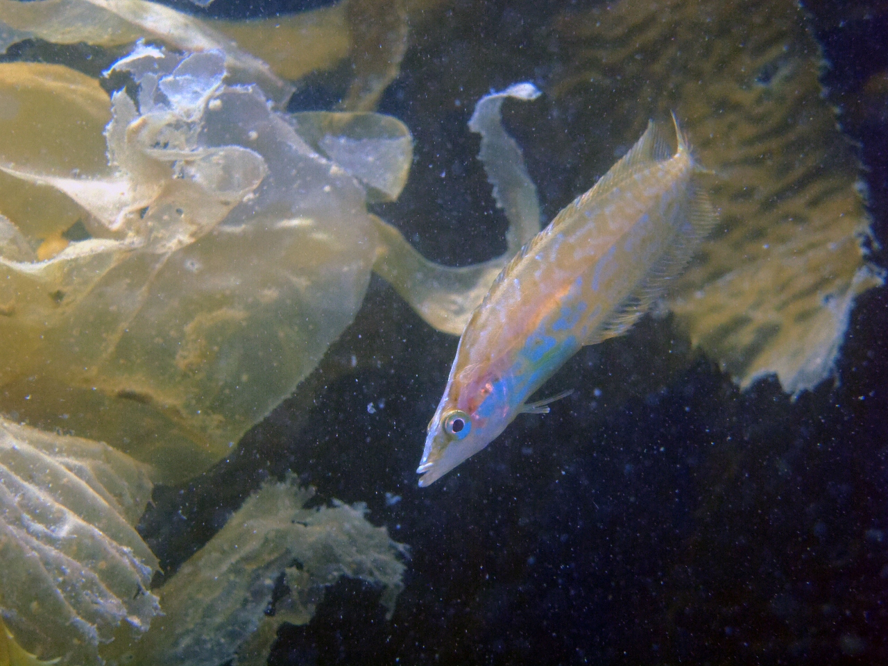 Giant Kelp fish