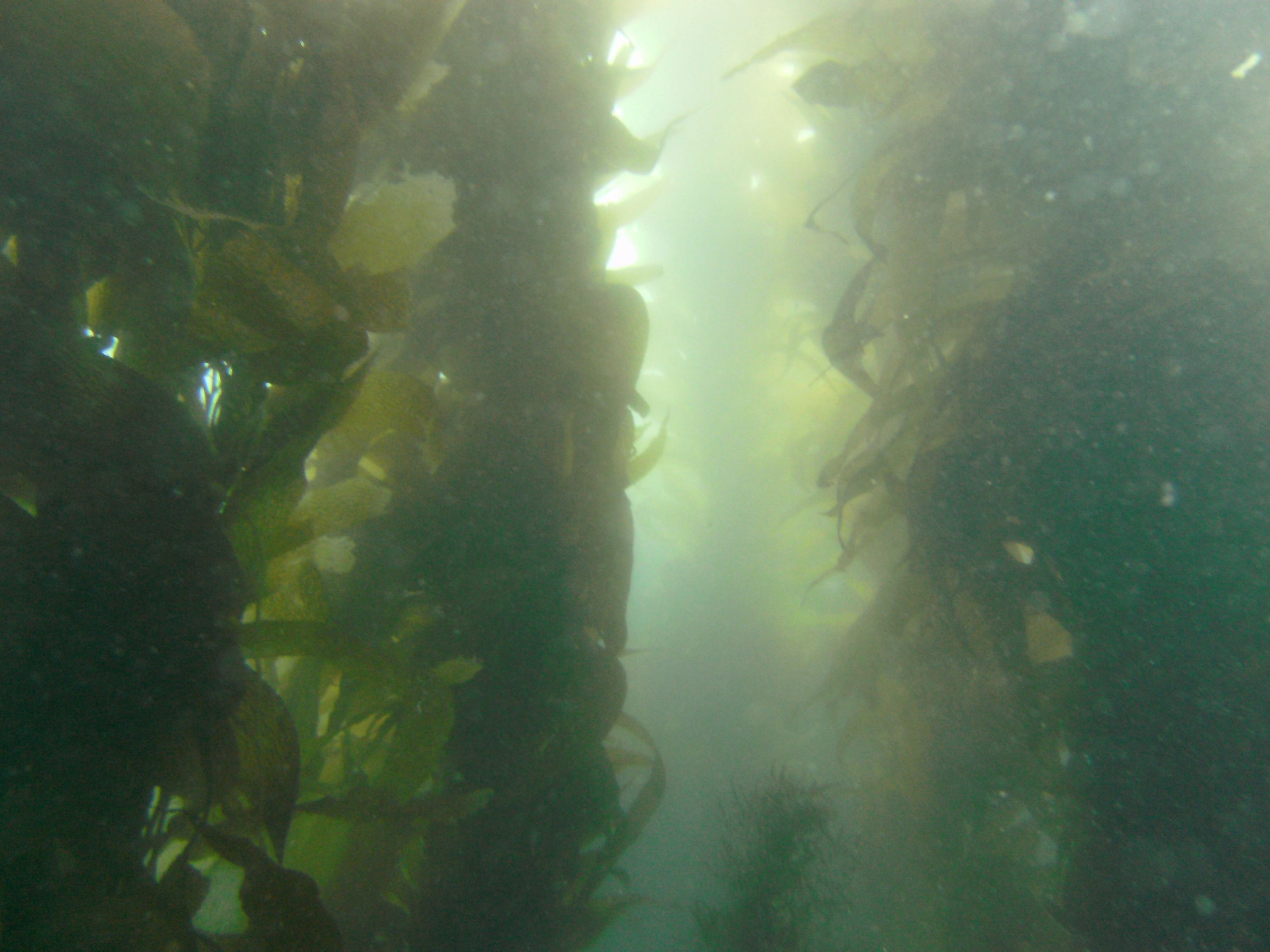 Giant Kelp from approx 25 feet