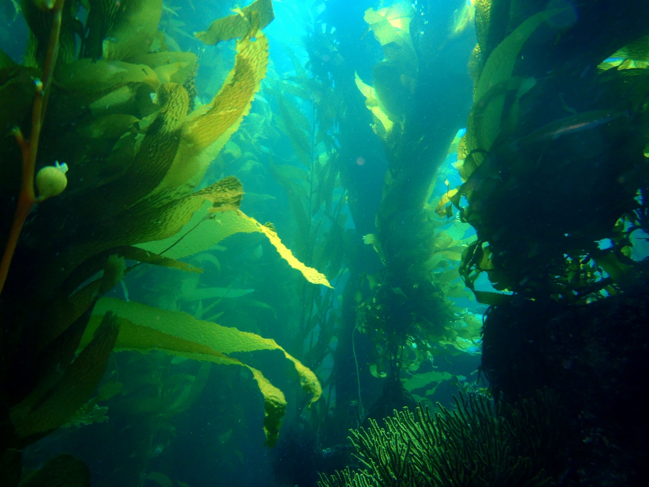 Giant Kelp