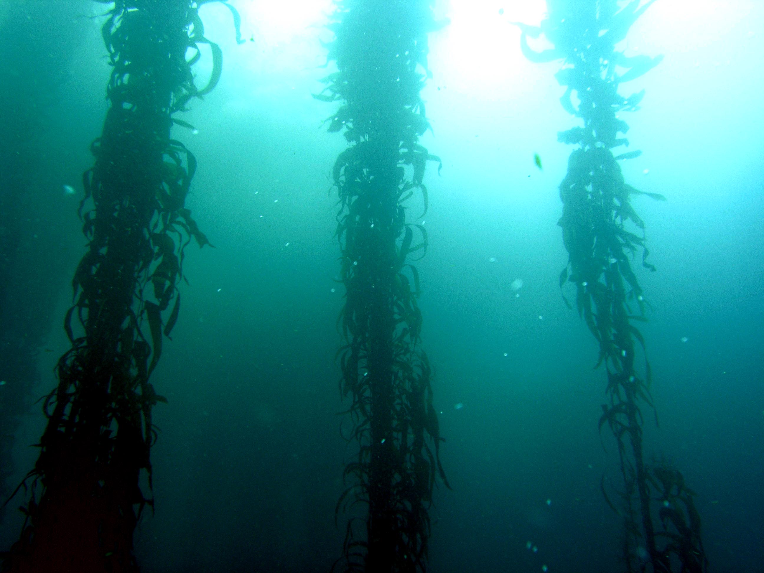 Giant Kelp