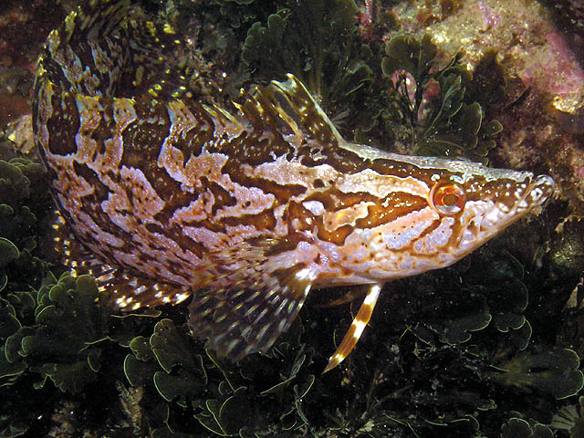 Giant kelpfish