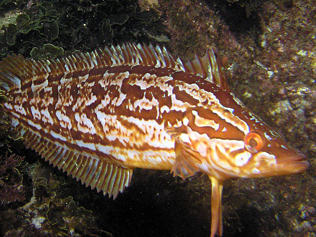 Giant kelpfish