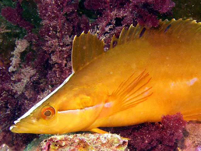 Giant kelpfish