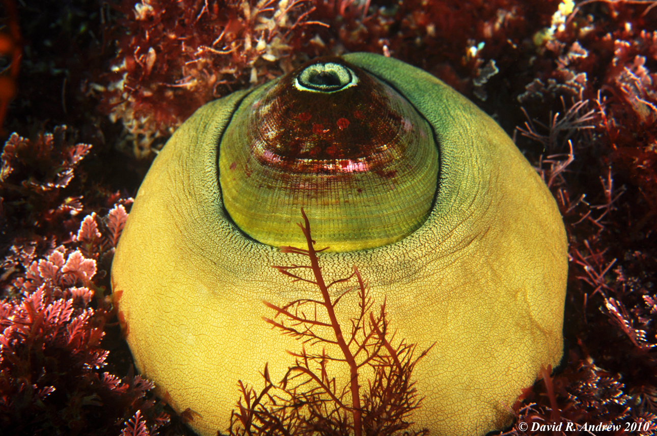 Giant Keyhole Limpet