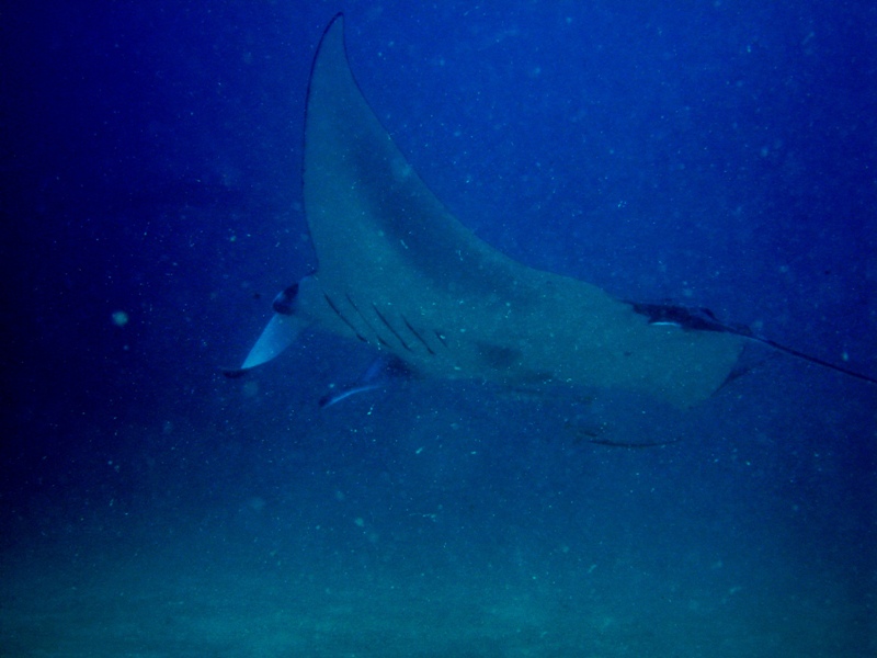 Giant Manta ray