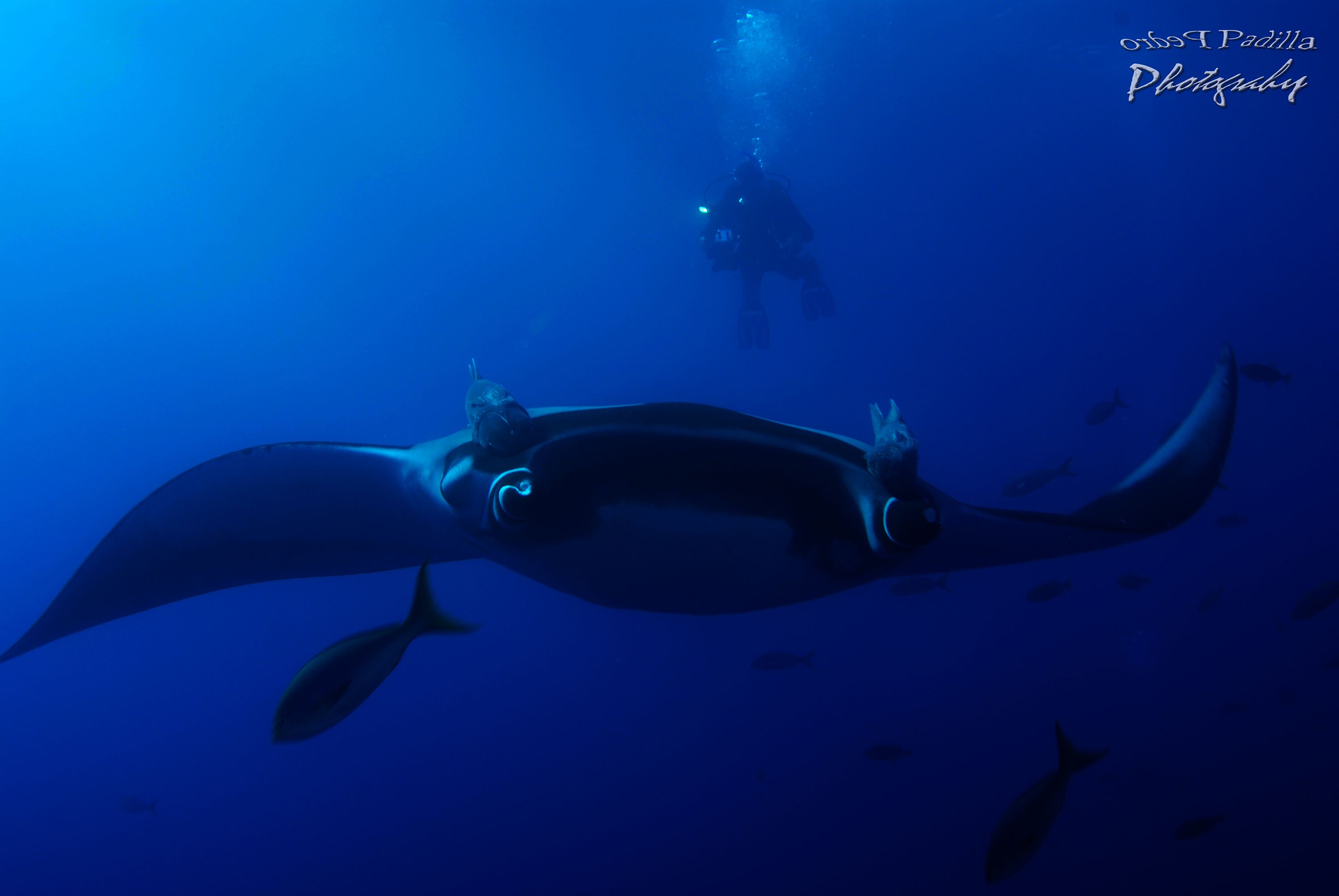 Giant Manta