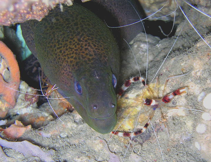 Giant Moray and Cleaner Shrimp
