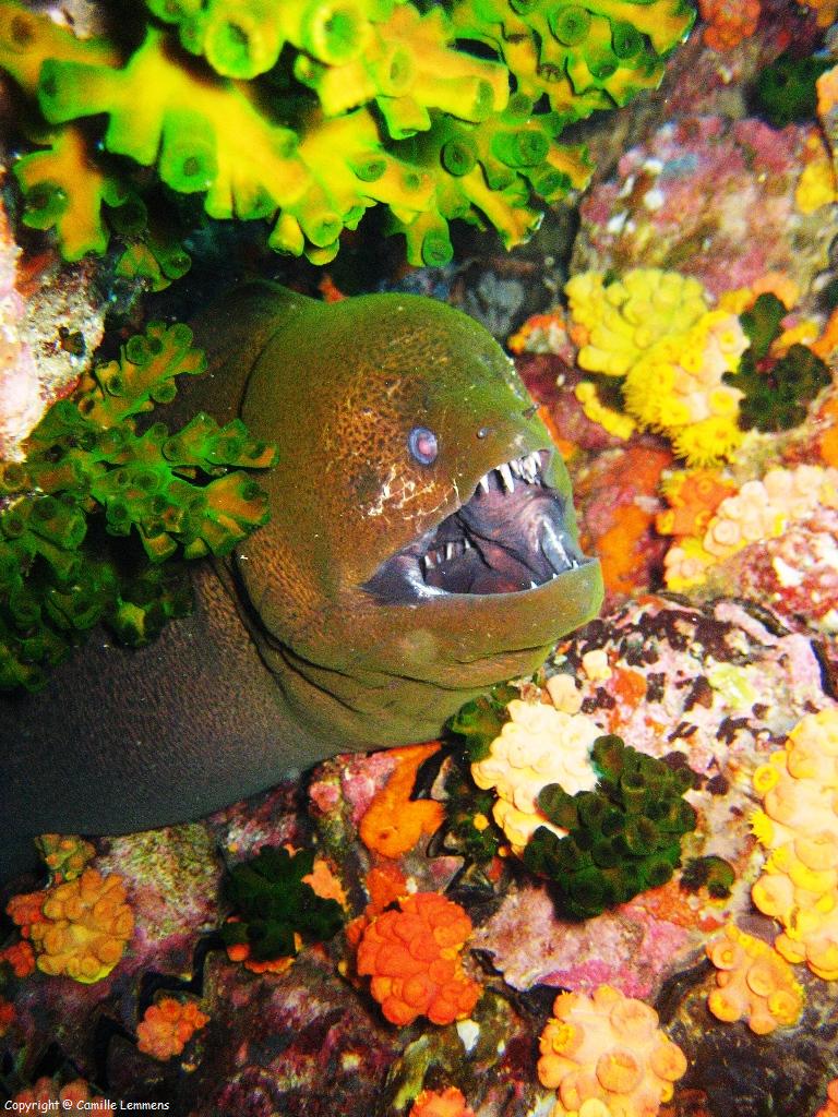 Giant Moray Eel