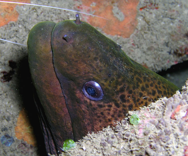 Giant Moray Playing Timid