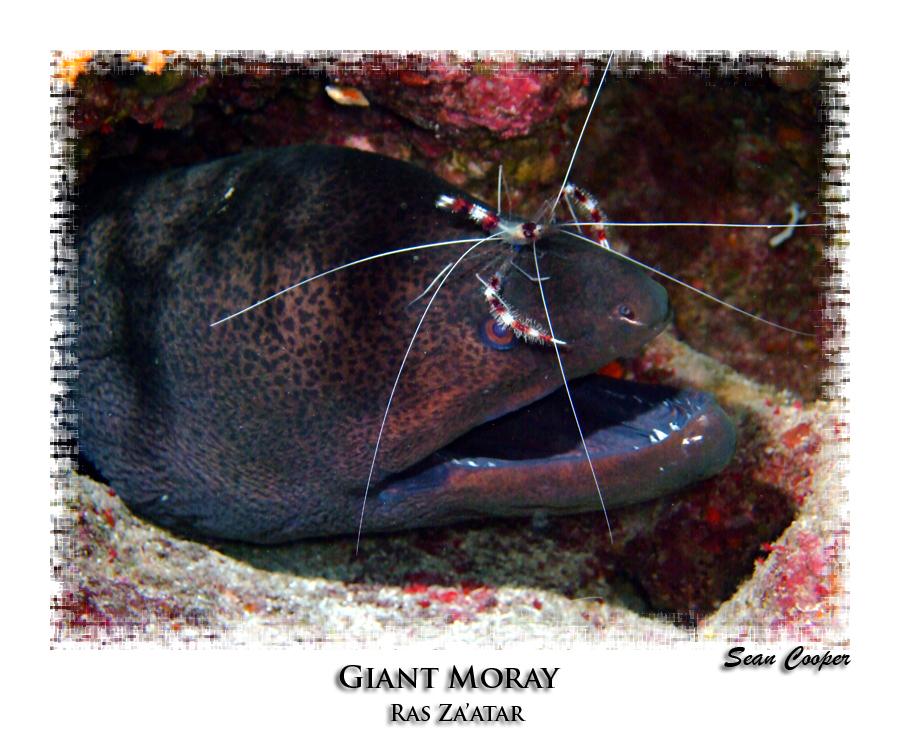Giant moray with boxer shrimp
