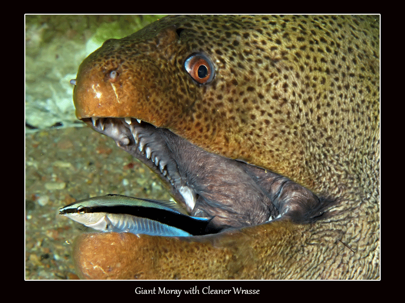 Giant Moray with Cleaner Wrasse
