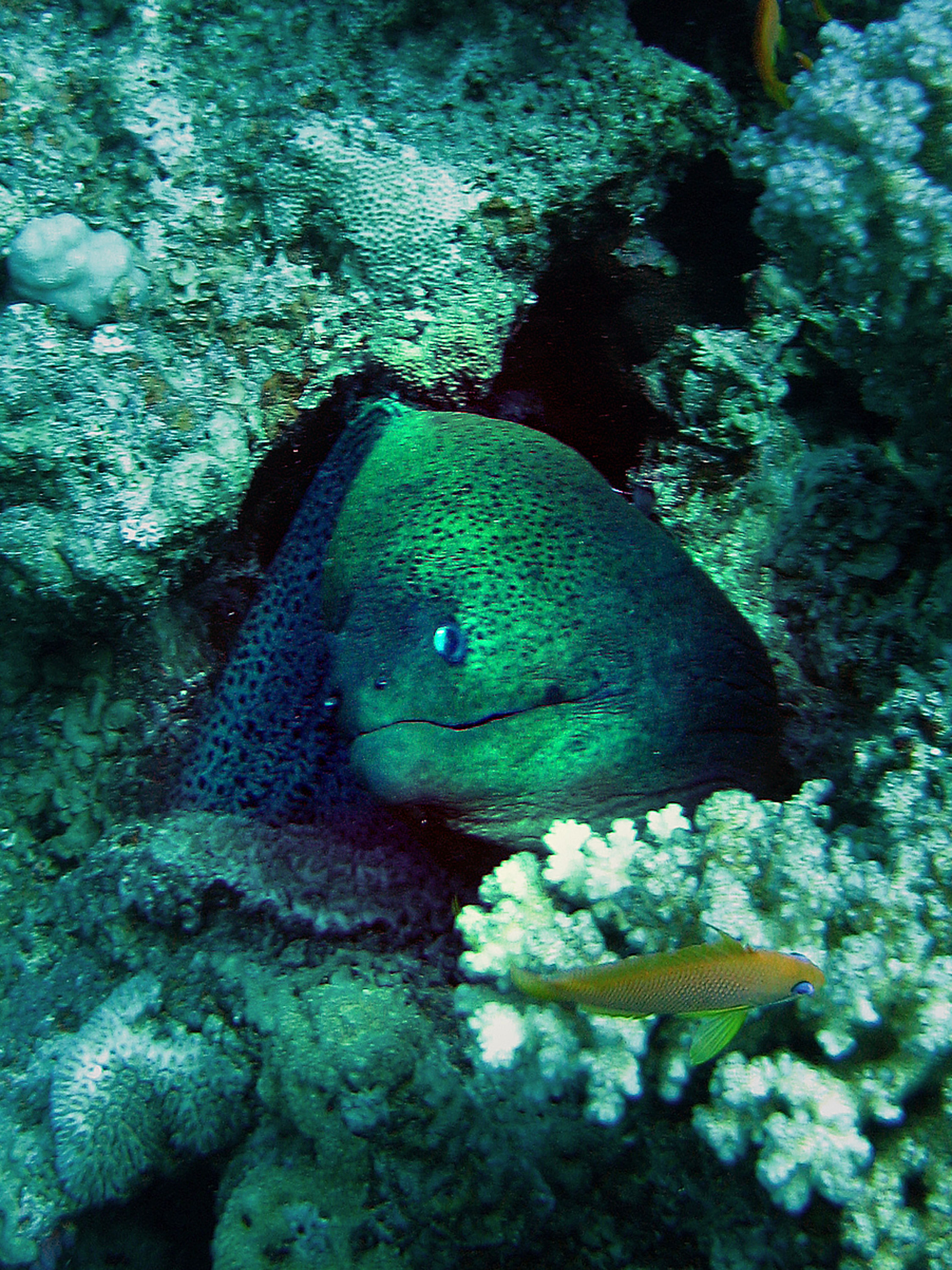 Giant Moray