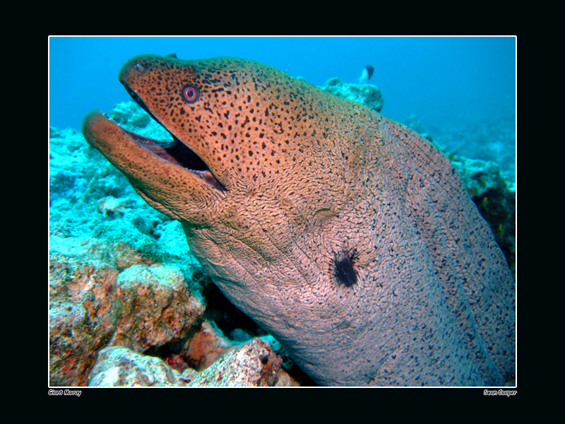 Giant Moray