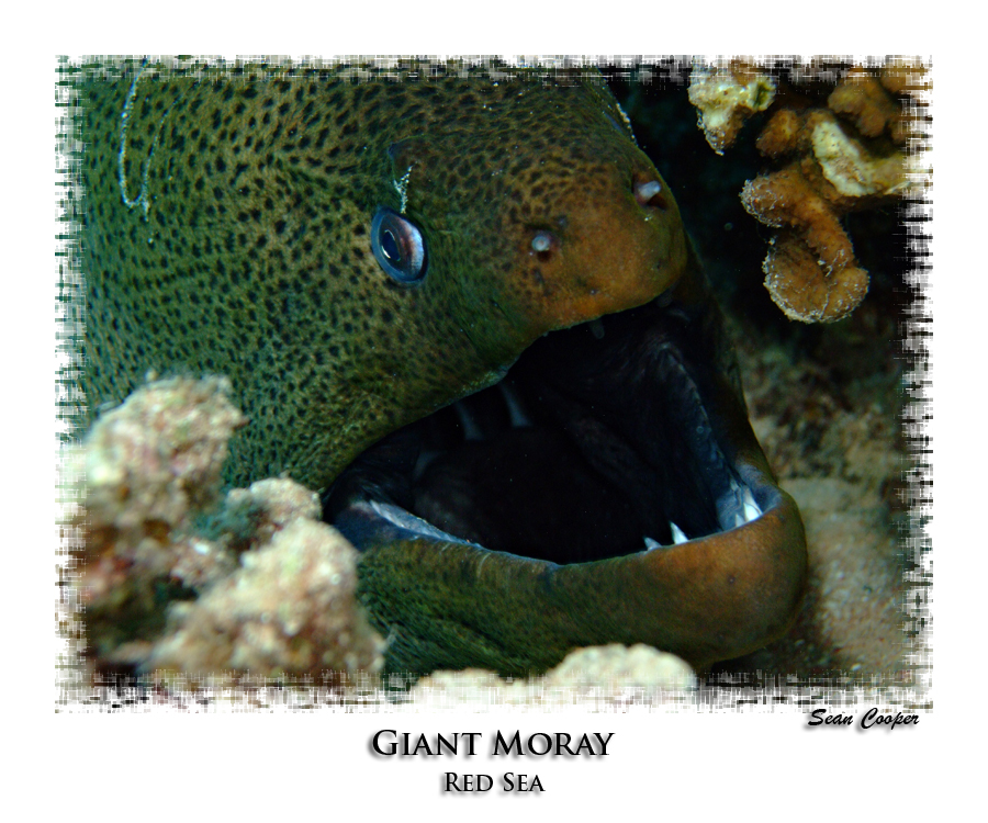 Giant Moray