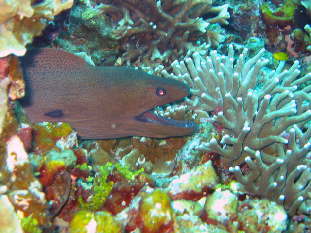 Giant Moray