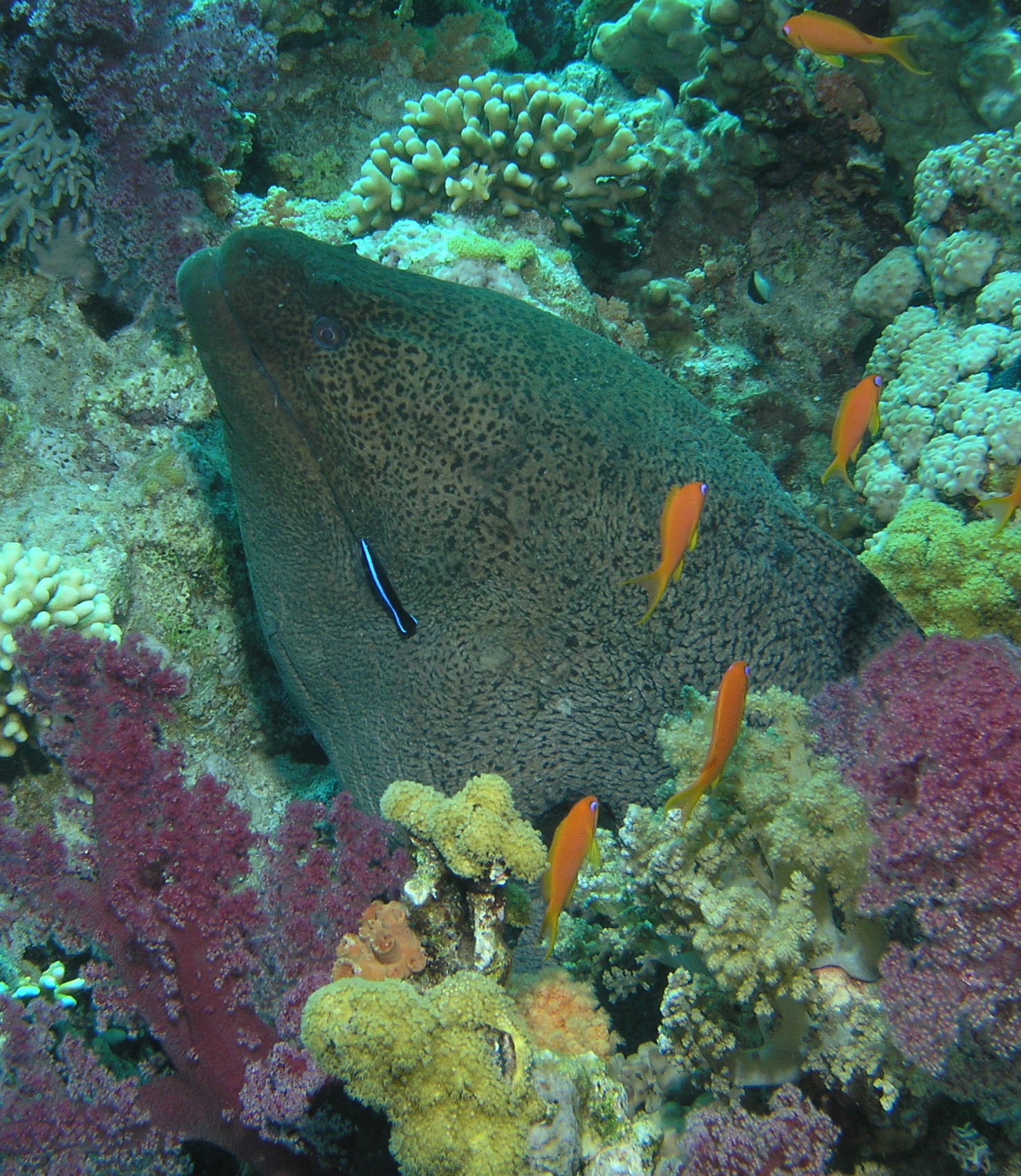 Giant Moray