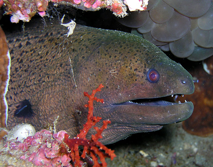 Giant Moray