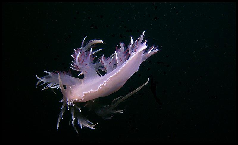 Giant Nudibranch