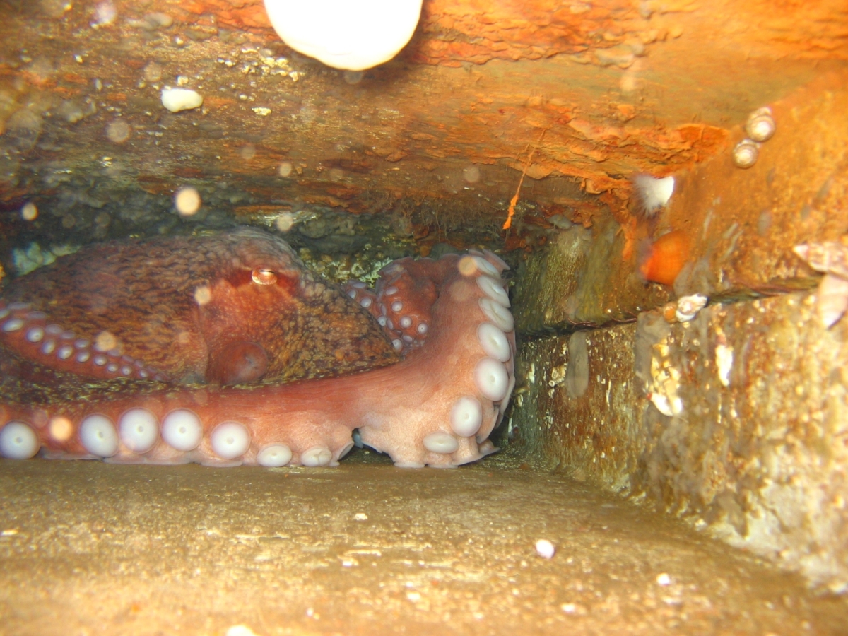 giant pacfic octopus