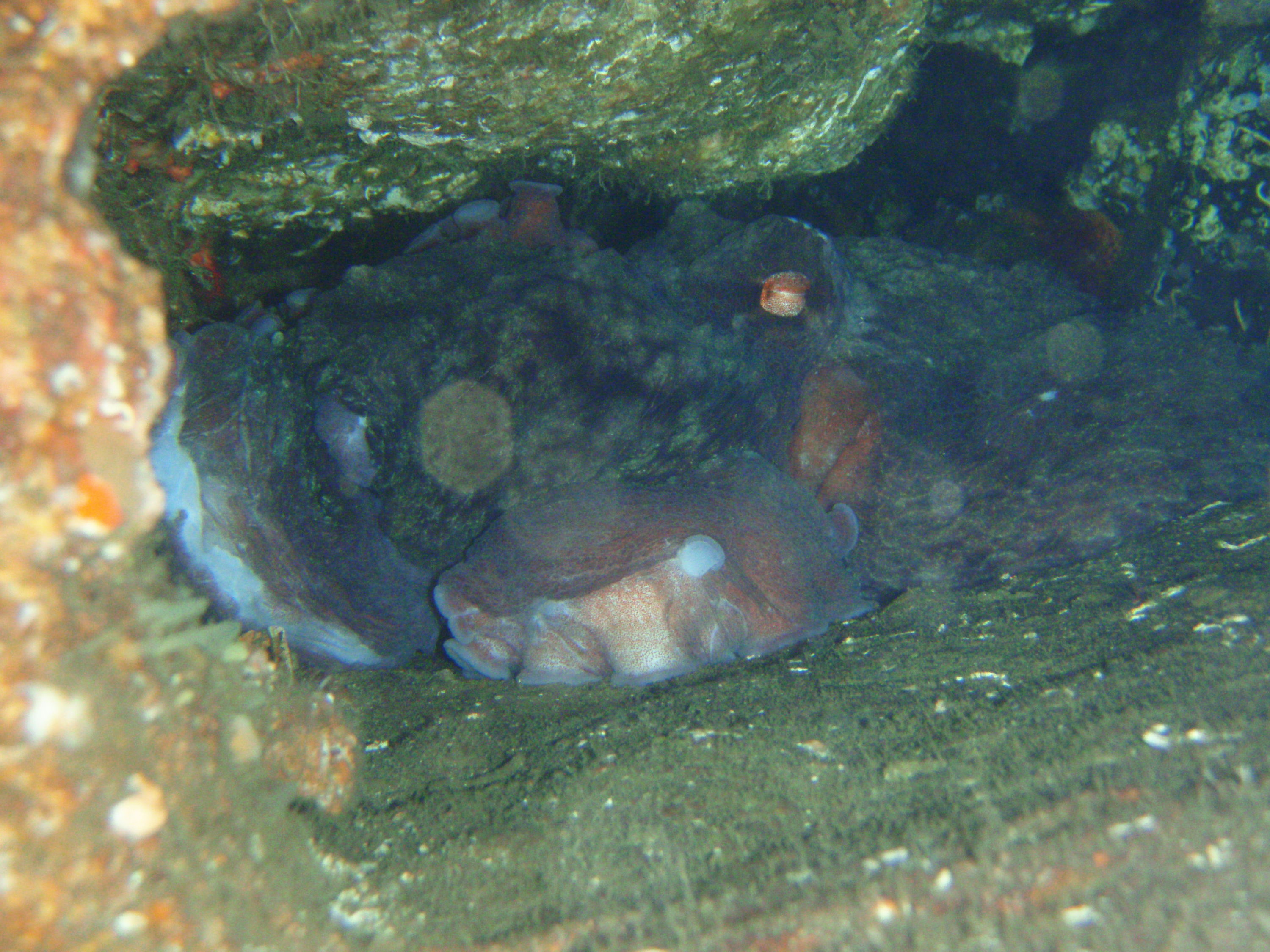 Giant Pacific Octopus in Den