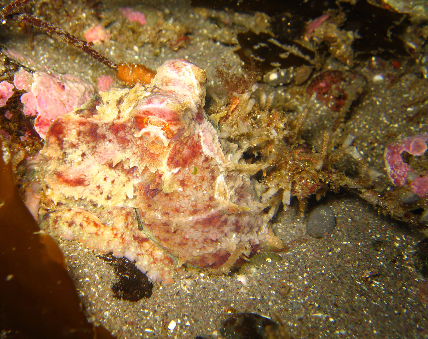 Giant Pacific Octopus (juvenile)