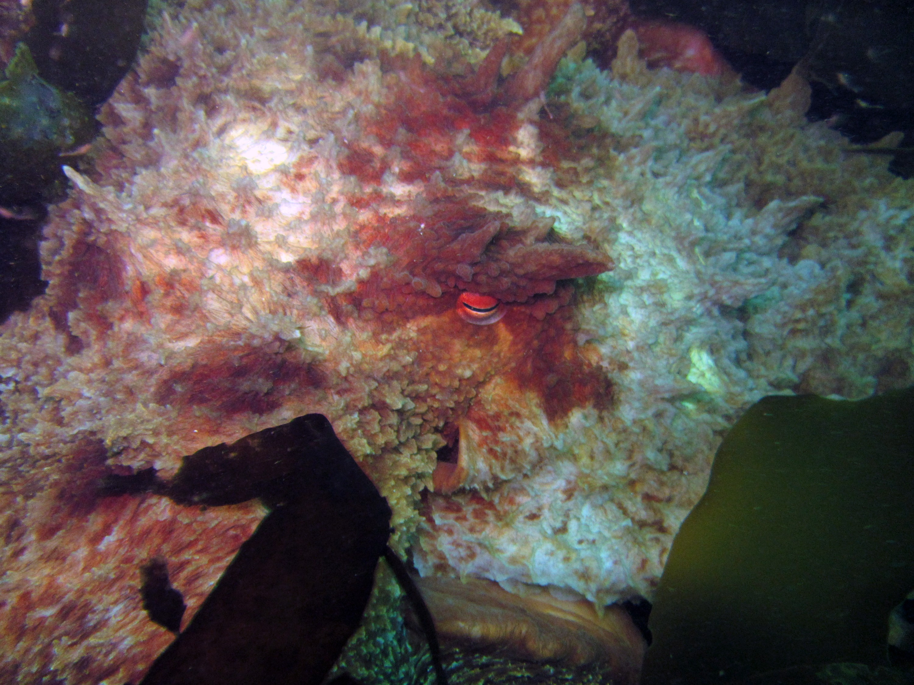 Giant Pacific Octopus