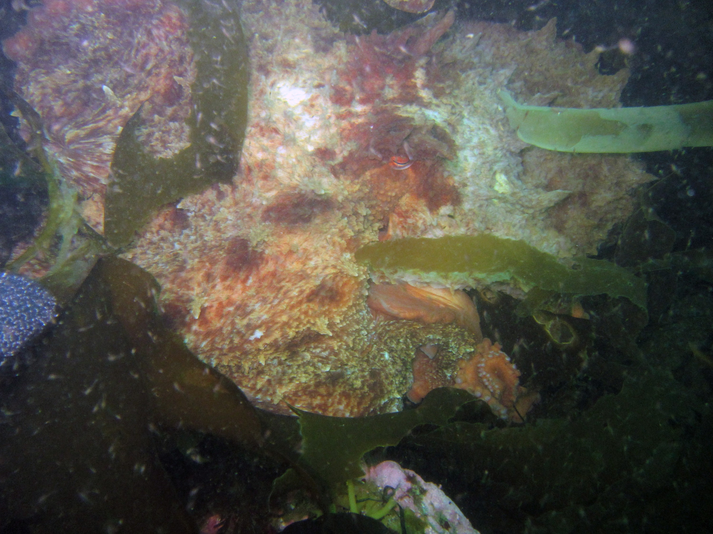 Giant Pacific Octopus