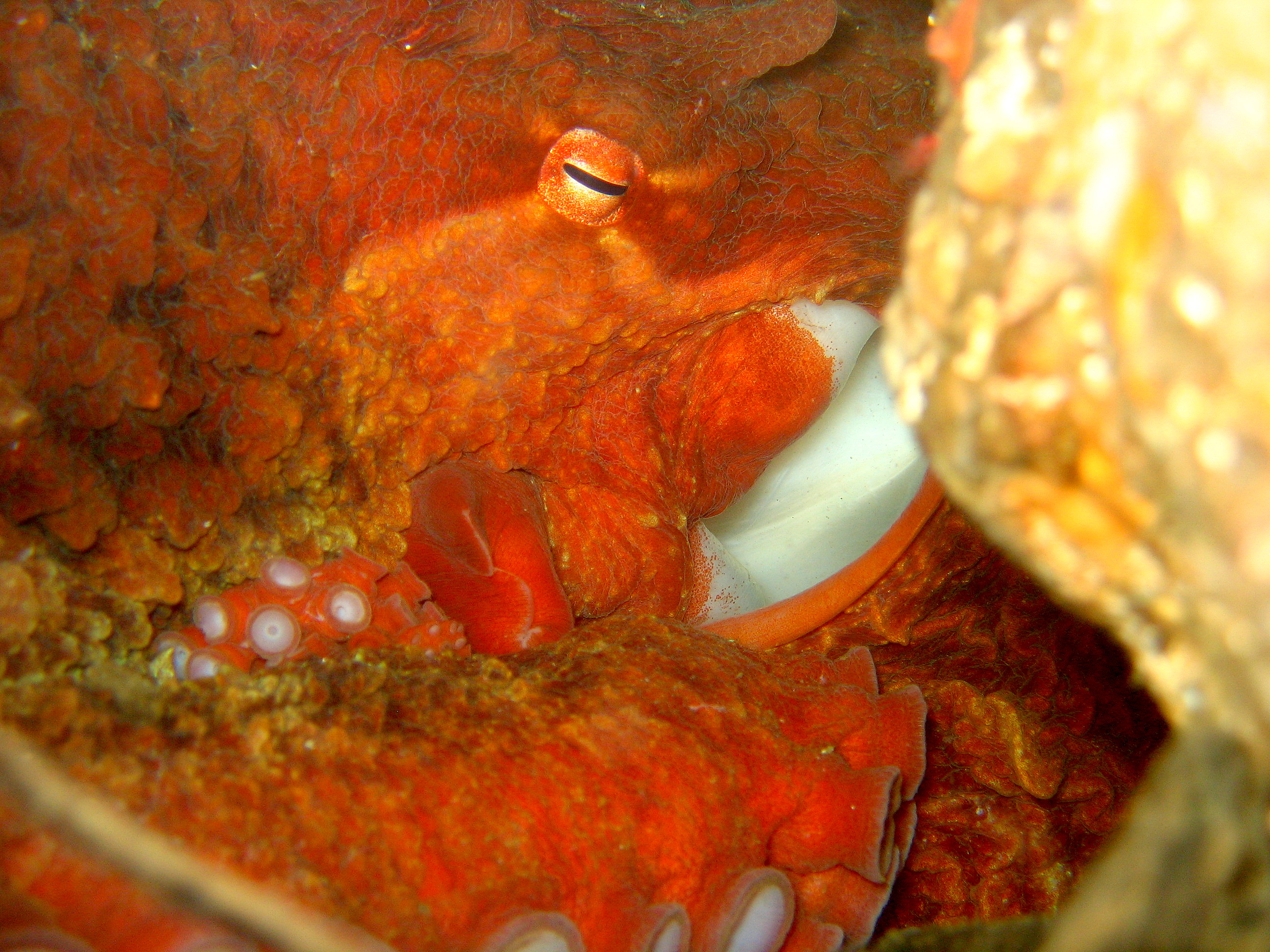 Giant Pacific Octopus