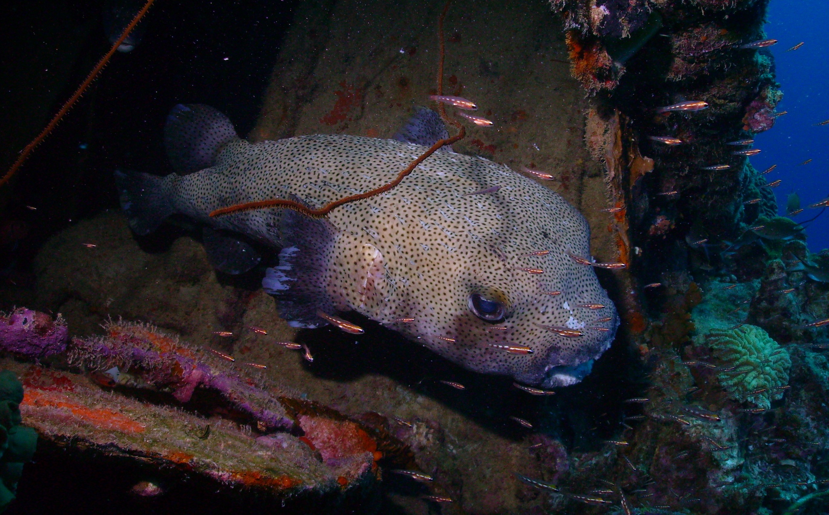 Giant Porcupinefish under small wreck