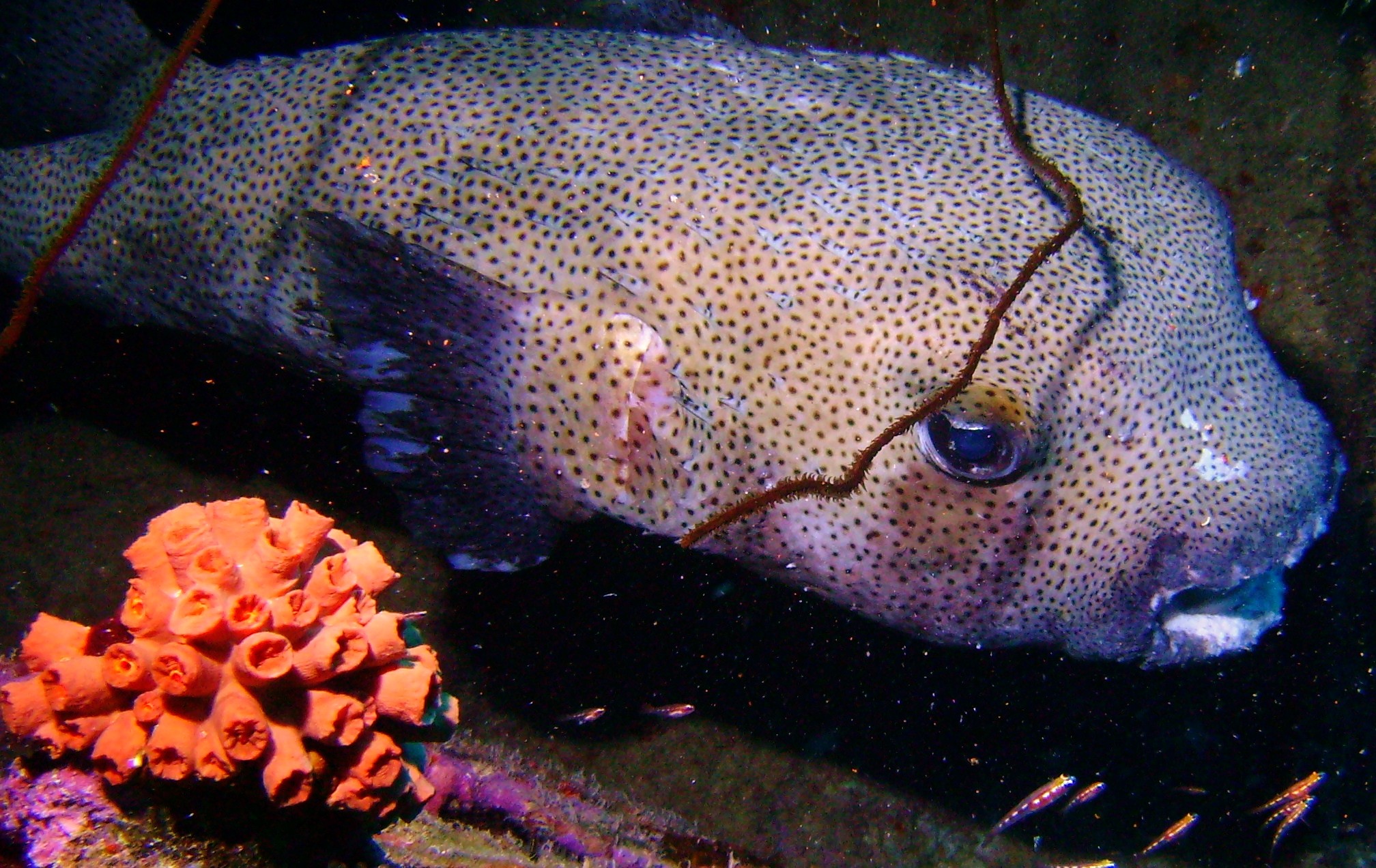 Giant Porcupinefish