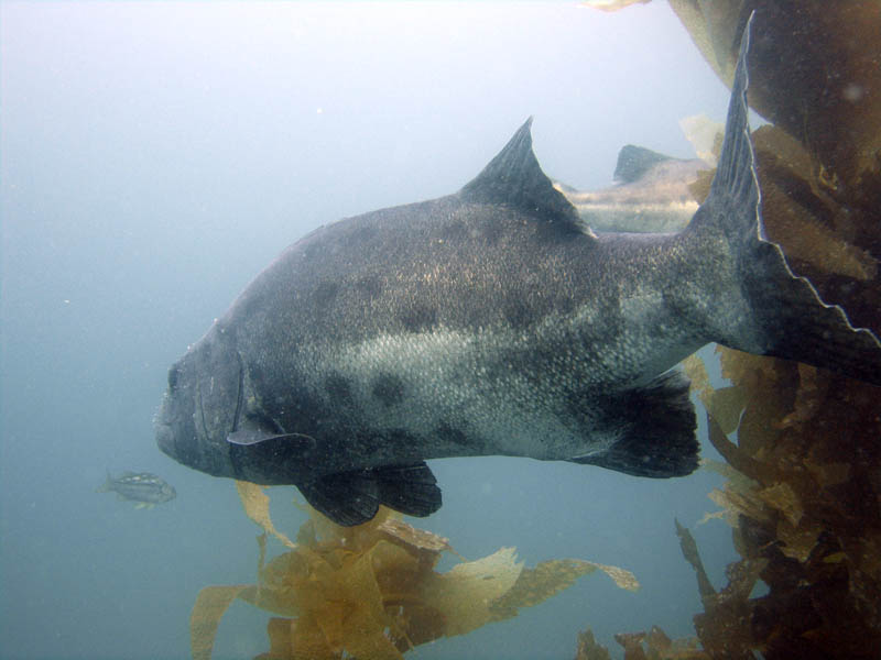 Giant Sea Bass