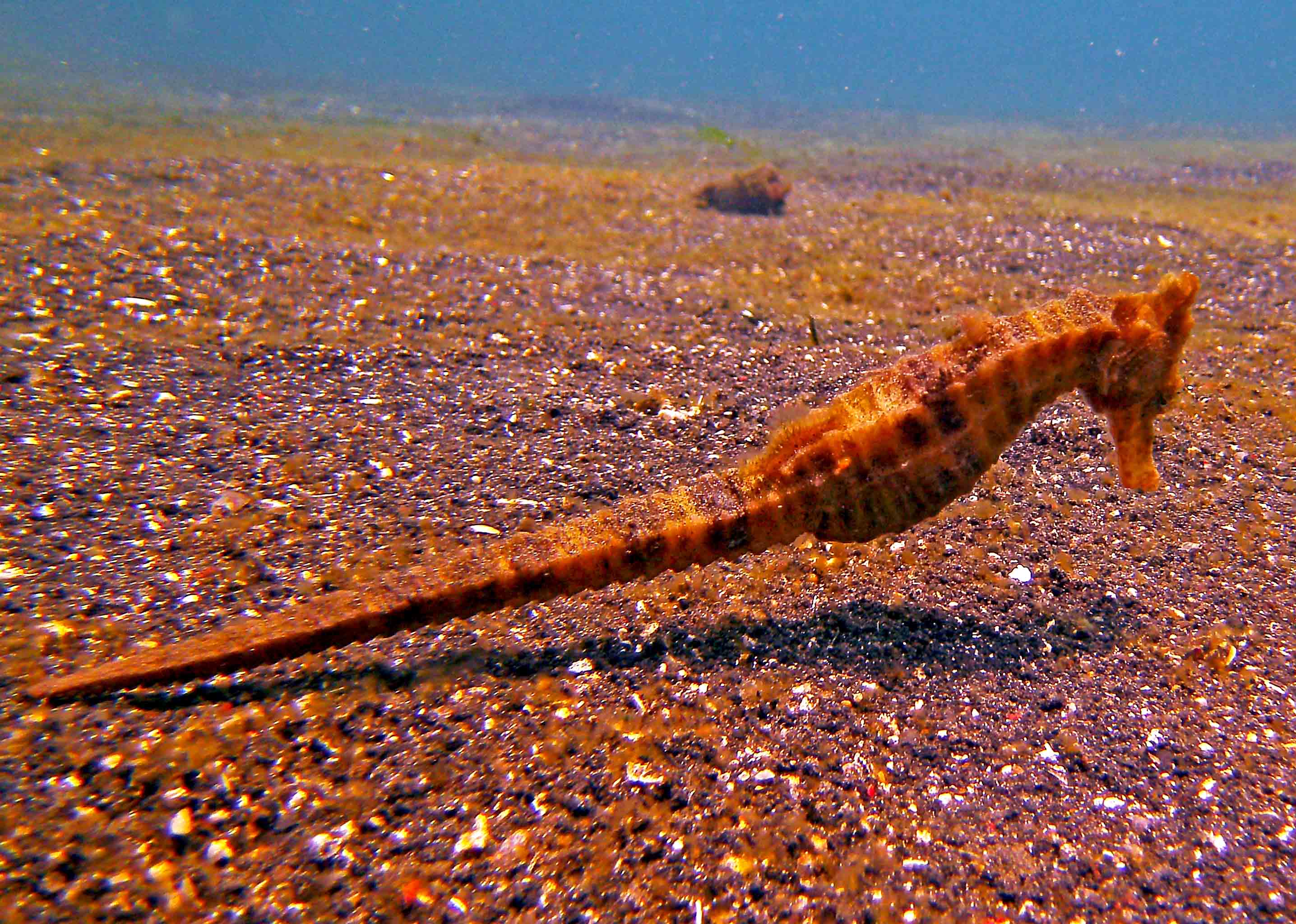 Giant Sea Horse At Lembeh