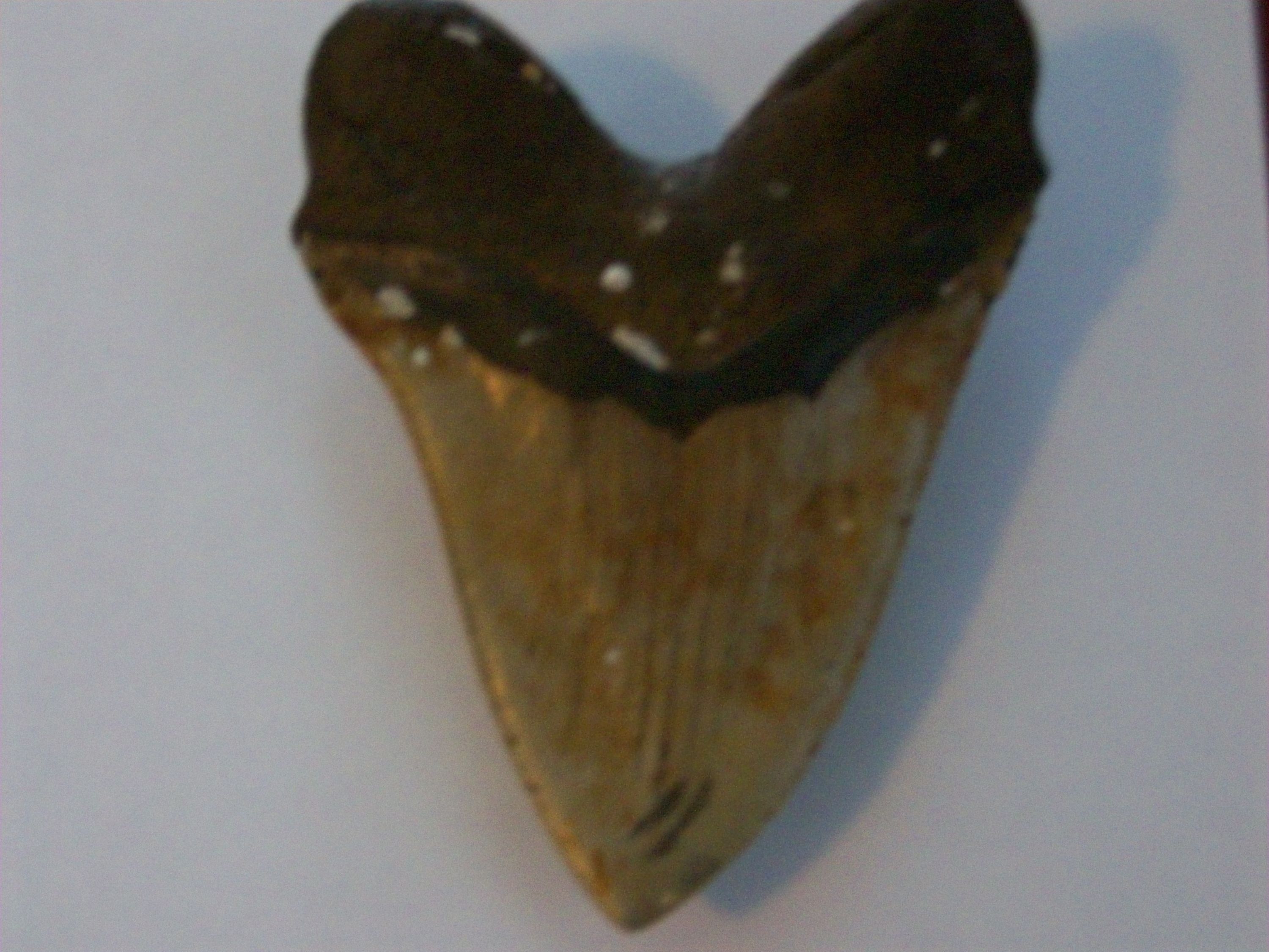 Giant tooth