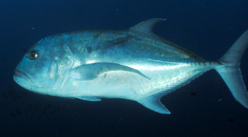 Giant trevally