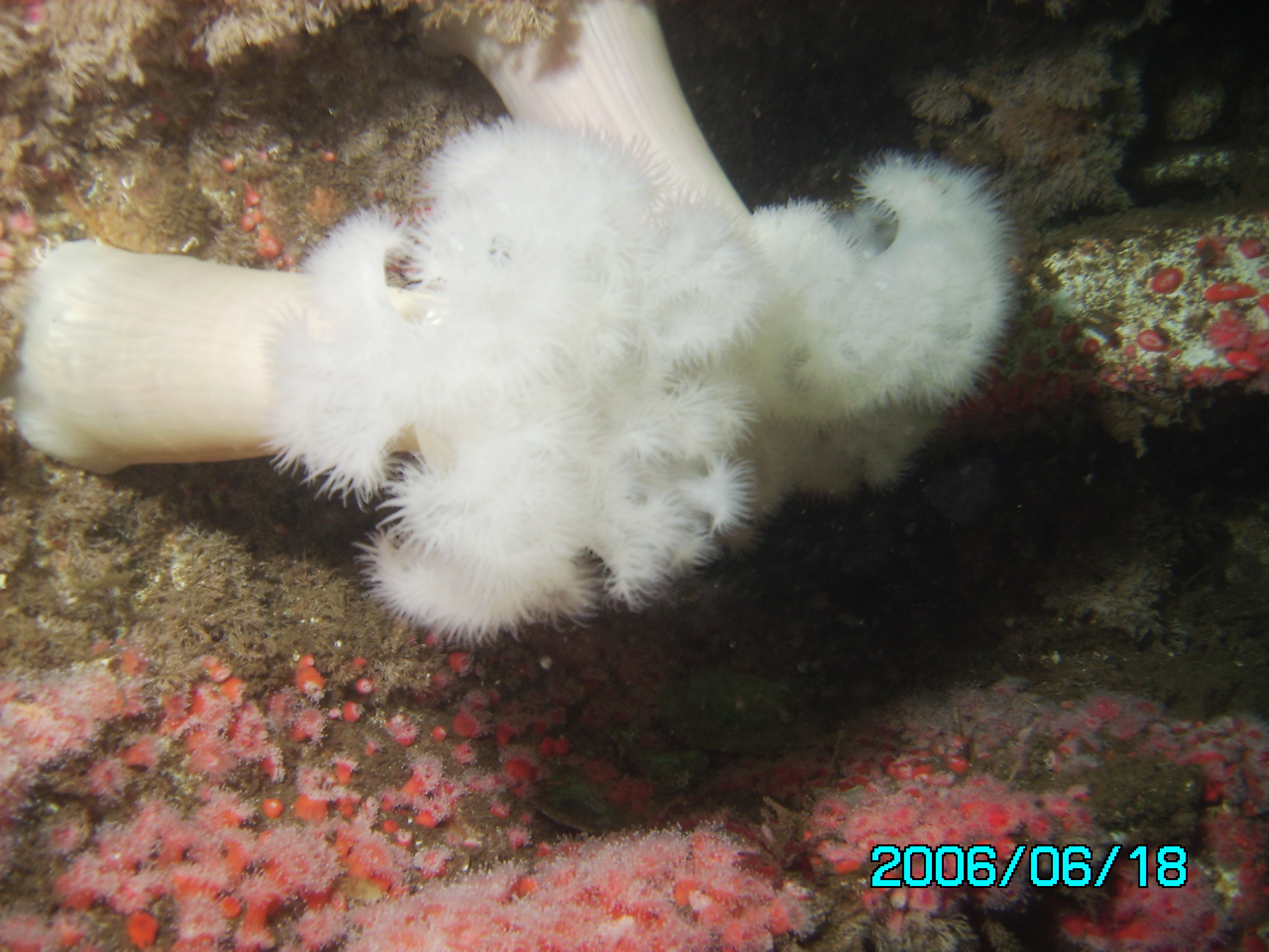 Giant White Plumed Anemone