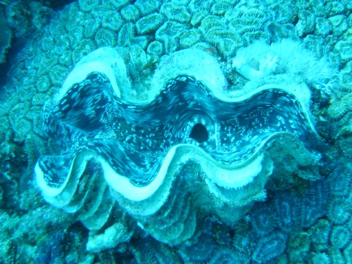 giant_clam