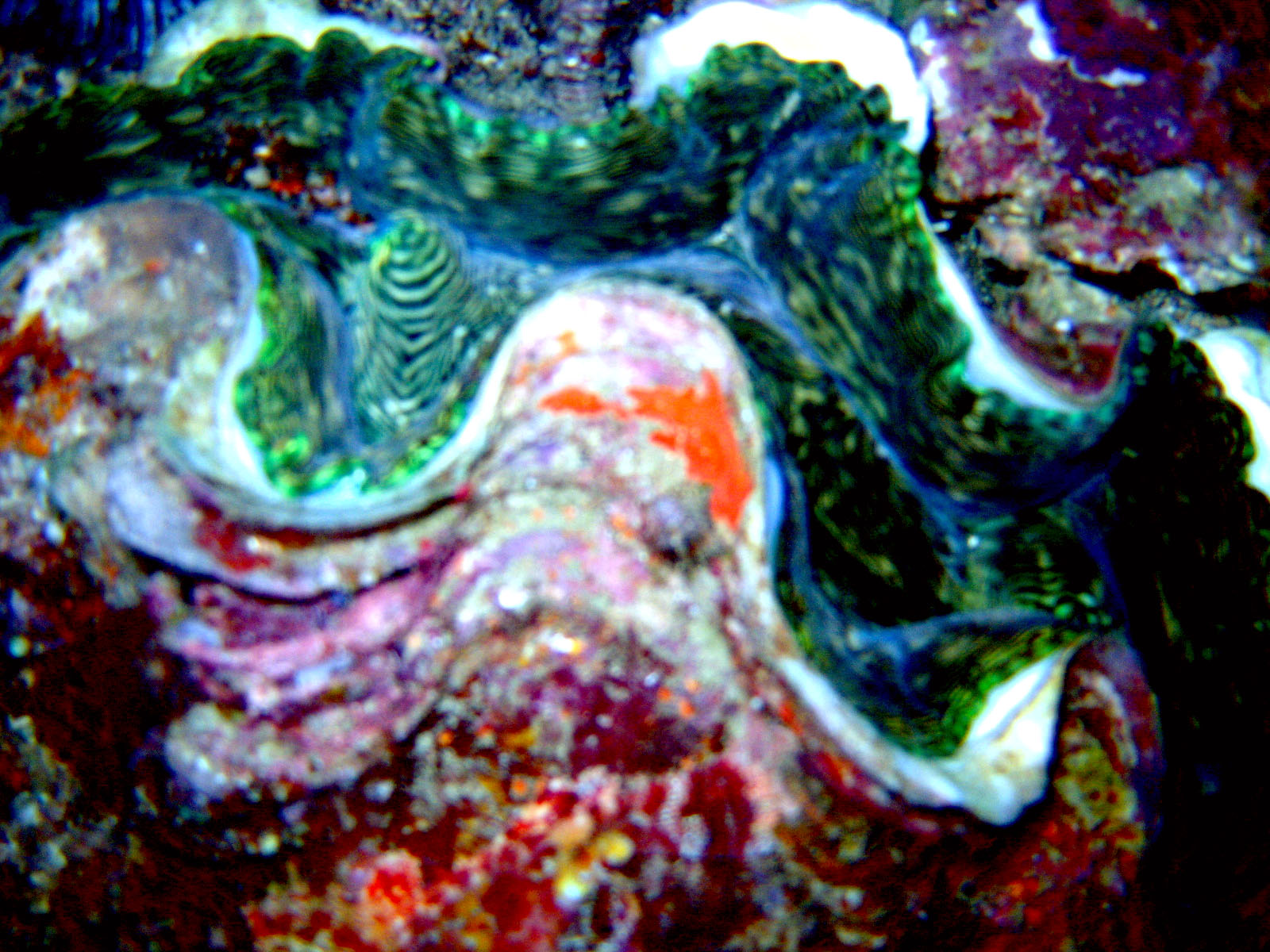 giant_clam