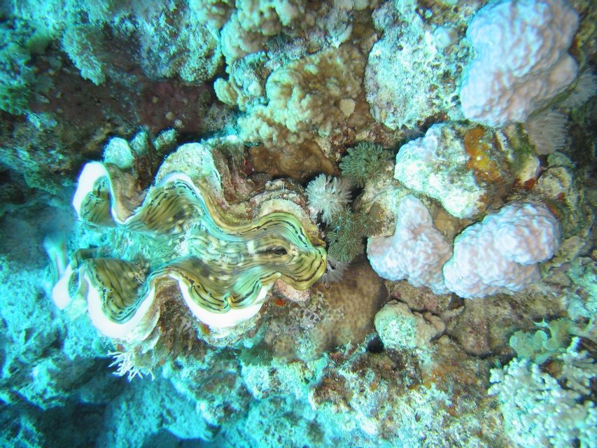 giant_clam1