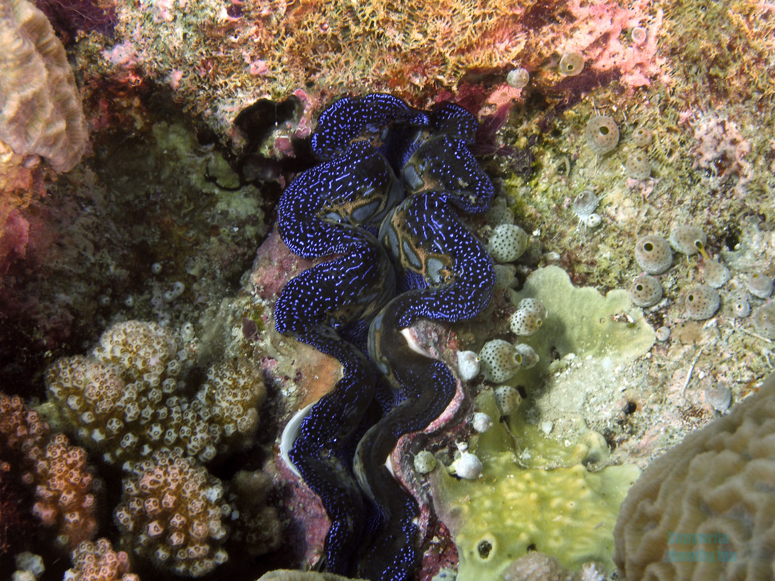 giant_clam1