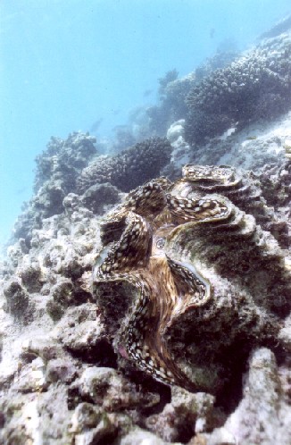 Giant_Clam2