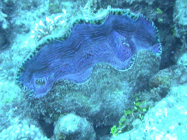 GIANT_CLAM7