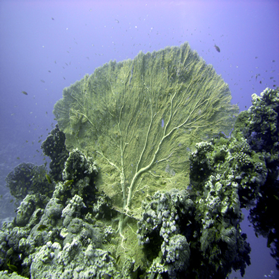 Giant_sea_fan