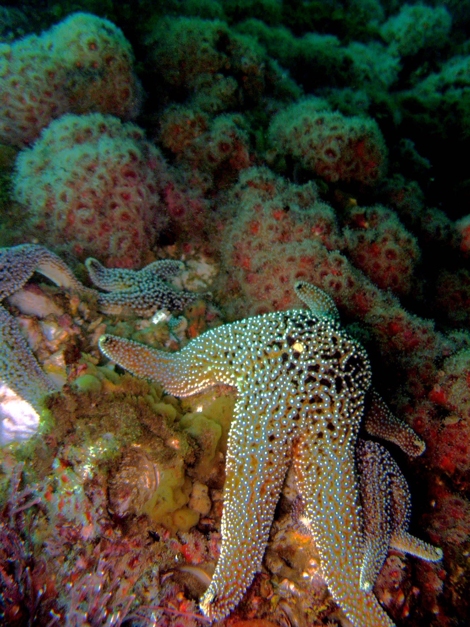 Giant_Spined_Star_Pisaster_giganteus_