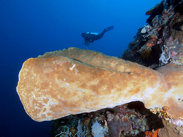 giant_sponge_and_diver