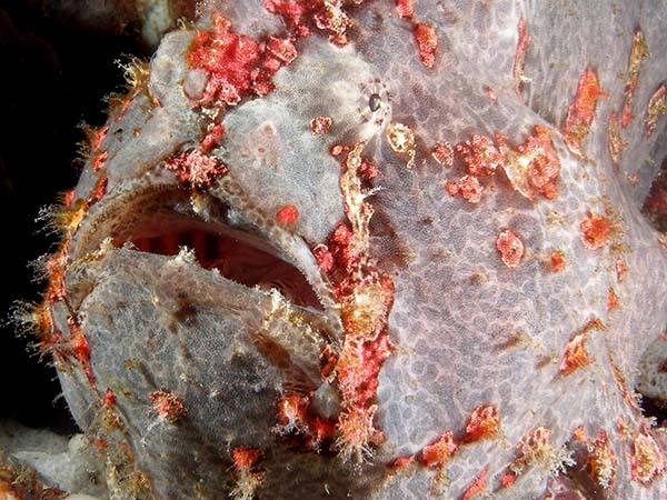 giantfrogfish